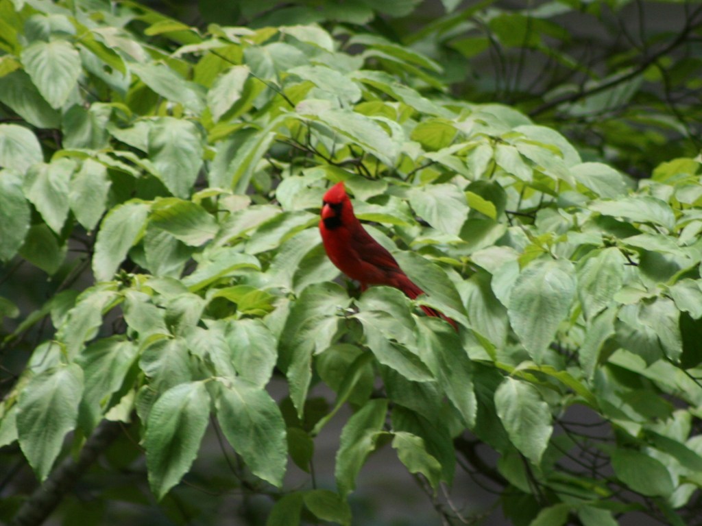 Great Backyard Bird Count&nbsp;2023